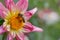 Bee on a pink and yellow dahlia close up, macro