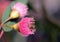 Bee poking out of a pink blossom of the Australian native Blue Gum, Eucalyptus leucoxylon