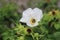 A bee polinating a white flower