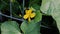 A bee with pollen covered legs flies up to an open cantaloupe blossom as if it will pollinate it