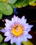 Bee on pollen lotus