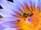 bee on pollen lotus