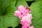 Bee on pollens of Antigonon leptopus flower