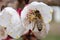 Bee pollinates apricot blossoms in the spring