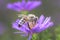 Bee pollinates Aster dumosus