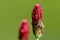 Bee pollinates big flower of clover