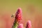 Bee pollinates big flower of clover