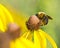 Bee pollinates blooming bright yellow flower of cut leaf coneflower