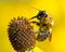 Bee pollinates blooming bright yellow flower of cut leaf coneflower