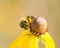 Bee pollinates blooming bright yellow flower of cut leaf coneflower