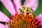 bee pollinates a colourful flower/bee pollinates a colourful flo