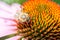 Bee pollinates a colourful flower/bee pollinates a colourful flower, top view