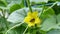 The bee pollinates the cucumber flower. Close up shot