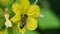 Bee pollinates cucumber flower. Solitary honey bee.