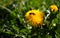 Bee pollinates dandelion