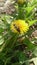 The bee pollinates a dandelion