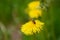 Bee pollinates a dandelion flower