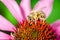 bee pollinates echinacea purpurea /bee oaylyat a beautiful flower, close up