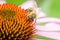 bee pollinates echinacea purpurea/close up of the bee pollinating echinacea purpurea