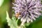 Bee pollinates the Echinops/bee pollinates blue flower