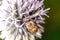 Bee pollinates the Echinops/bee pollinates blue flower