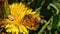 Bee pollinates the flower of a dandelion