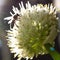 a bee pollinates a flowering onion. closeup