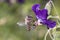 Bee pollinates Geranium phaeum â€ž Lilly Lovell