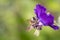 Bee pollinates Geranium phaeum â€ž Lilly Lovell