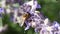 Bee pollinates a lavender flower  macro view.