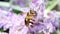 Bee pollinates a lavender flower, macro view.