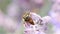 Bee pollinates a lavender flower, macro view.
