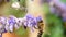 Bee pollinates a lavender flower, macro view.