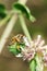 Bee pollinates mint flower/Pollinating the bee mint flower on a sunny day