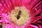 Bee Pollinates Pink Flower