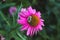 bee pollinates pink flower, pink daisy