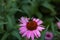 bee pollinates pink flower, pink daisy