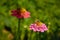 Bee pollinates pink zinnia flower with yellow anthers