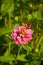 Bee pollinates pink zinnia flower with yellow anthers