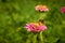 Bee pollinates pink zinnia flower with yellow anthers