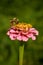 Bee pollinates pink zinnia flower with yellow anthers