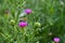 Bee pollinates purple flower on a green meadow