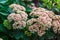 bee pollinates sedum, pink flowers in the flower bed