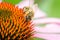 Bee pollinates summer echinacea purpurea/the bee pollinates a colourful flower