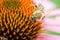 bee pollinates summer echinacea purpurea /bee pollinates a colourful flower, close up