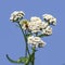 A bee pollinates white flowers of achillea millefolium, close-up, isolated on a blue background. Insect feeds on pollen of a