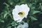 Bee Pollinates White Hips Flower