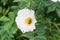 Bee Pollinates White Hips Flower