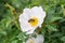 Bee Pollinates White Hips Flower, Ukraine