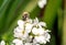 Bee pollinates white small flowers in the field.